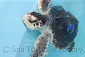 Sea Turtle Sponsorship Adoption