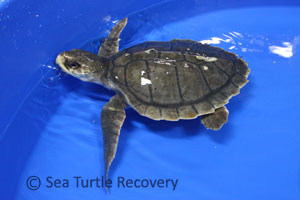 101st Sea Turtle Adoption Special