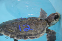 Load image into Gallery viewer, Sea Turtle Sponsorship Adoption