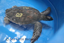 Load image into Gallery viewer, Sea Turtle Sponsorship Adoption