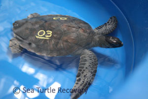 Sea Turtle Sponsorship Adoption