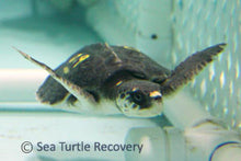 Load image into Gallery viewer, Sea Turtle Sponsorship Adoption