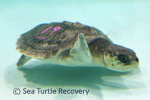 Load image into Gallery viewer, Sea Turtle Sponsorship Adoption