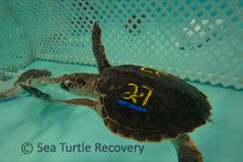 Load image into Gallery viewer, Sea Turtle Sponsorship Adoption