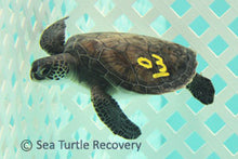 Load image into Gallery viewer, Sea Turtle Sponsorship Adoption