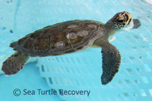 Load image into Gallery viewer, Sea Turtle Sponsorship Adoption
