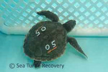 Load image into Gallery viewer, Sea Turtle Sponsorship Adoption