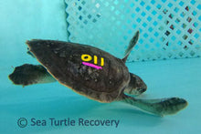 Load image into Gallery viewer, Sea Turtle Sponsorship Adoption