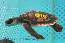 Load image into Gallery viewer, Sea Turtle Sponsorship Adoption