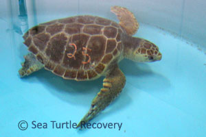 Sea Turtle Sponsorship Adoption